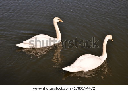 Adorable pair of snow-white swans on the pond.