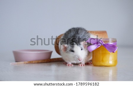 Black and white cute rat eating pancakes from a pink plate. A jar of yellow honey stands nearby. A lilac bow is tied to a glass container. The rat is well fed and happy.