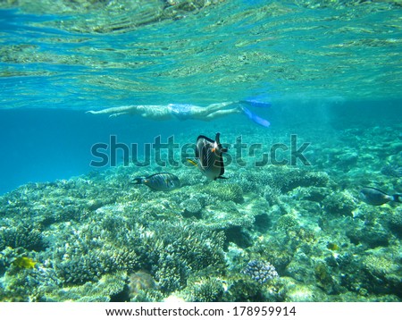 A man snorkeling with the tropical fish in underwater of Red Sea