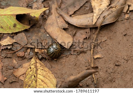 Woodlouse in closed position on background of muddy ground