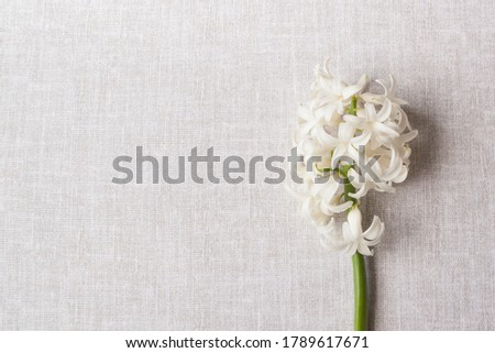 white hyacinth flower on white gray rustic scandinavian rough fabric textile background. eco friendly light design with copy space landscape wide format 
