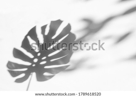 shadows monstera leaf on concrete textured wall surface background. White and Black tone
