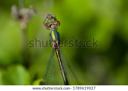 Beautiful nature scene macro picture of a dragonfly or Chalcolestes viridis perched on a branch and seen from above. Dragonfly in natural habitat