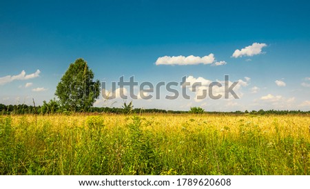 tree in the meadow against the background of blue sky