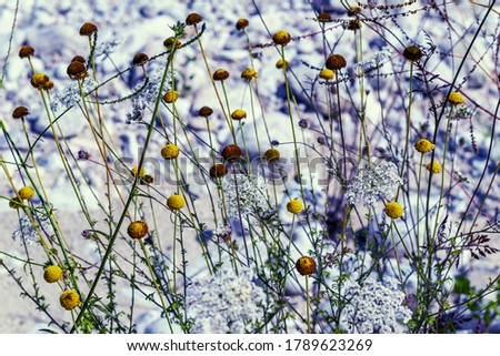 abstract colors flowering plants full frame background