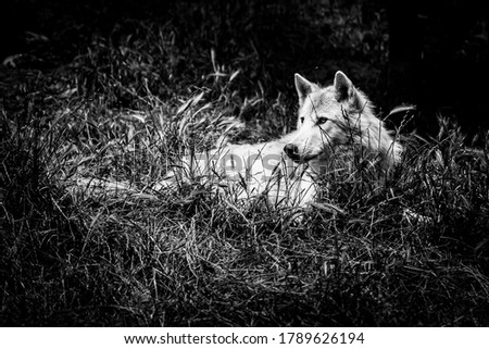 Beautiful wolf of canada with white coat - Canis lupus