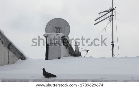 a bird in snowy weather