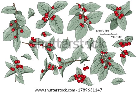 Berry set of twigs and red berries. Drawn elements for decoration, design, decoration, fabrics, textiles, stickers and more.