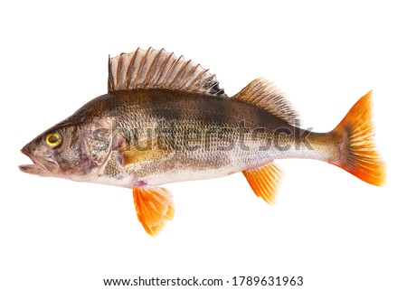 Perch fish, (perca fluviatilis), predatory fish, isolated on white background. Royalty-Free Stock Photo #1789631963