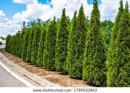 Thuja arborvitae trees, row of ornamental shrubs in a garden. Royalty-Free Stock Photo #1789632863