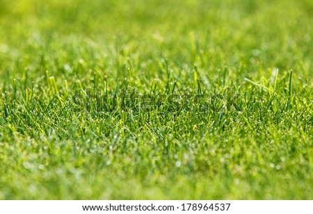 Grass background closeup photo