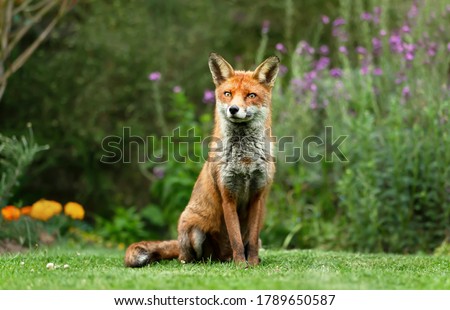 Close up of a red fox (Vulpes vulpes) sitting on green grass in a garden.