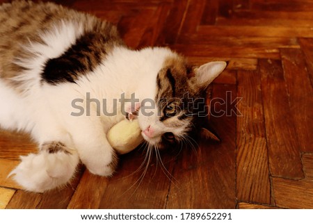 domestic cat bites the caught toy, soft focus, blurred background, dynamic
