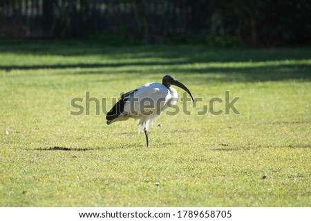 Black and white colors bird on the green grass