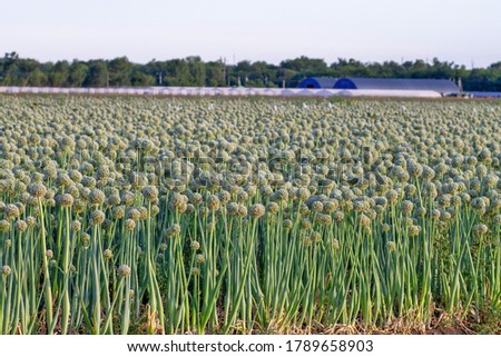 A field planted with onions with warehouses in the background. Green leaves of onion with flowers.