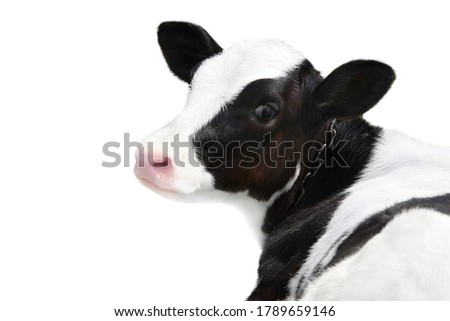portrait of a cute calf on a white background. symbol of 2021 of the white bull on the Chinese calendar Royalty-Free Stock Photo #1789659146