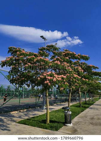 Flowering tree near the basketball court