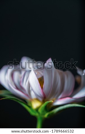 Close Up of White and Pink Cosmos Flower on Dark Background with Space for Text