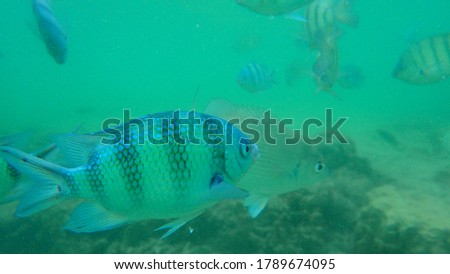 Undersea fish with beautiful coral.