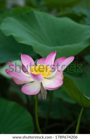 Beauty and tenderness of lotus flowers