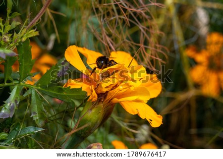 Closeup picture of a bumblebee on a yellow flower. Picture from Copenhagen, the capital of Denmark