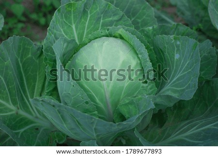 Fresh green big cabbage organic vegetables in the farm. Green cabbage in growth at vegetable garden.