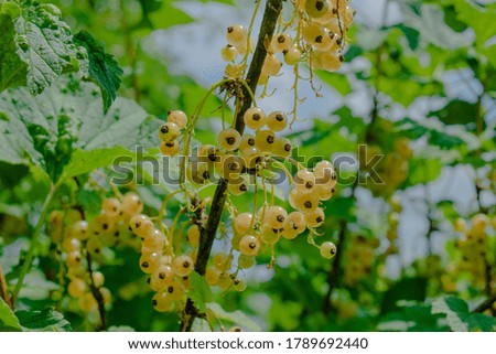Ripe white currants on the background of foliage, summer berries on a Bush in the garden, close-up photo of plants.