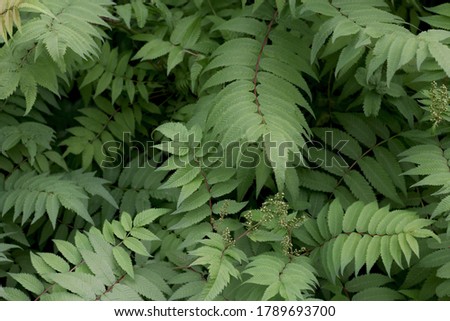 Natural background of green foliage. Fresh succulent photography of bushes for eco style background and wallpaper. Stock photo with empty space for text and design