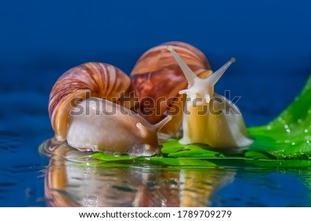 Two snails on a green leaf after the rain. Macro photo. Wet snails close up. Water and blue background. Raindrops on a green leaf. Reflection of a leaf and snails. Relaxation theme.