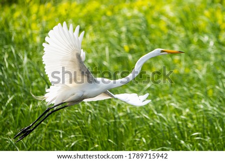 Great Egret in Flight over marsh by the St.Lawrence River Royalty-Free Stock Photo #1789715942