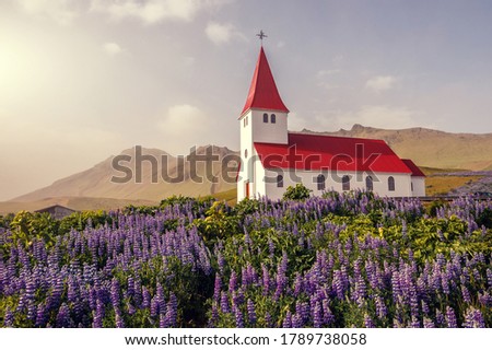 Wonderful sunny day of Iceland. Amazing summer image of small church and field of blooming lupine flowers on foreground.  Iconic location for landscape photographers and travellers. Vik. Myrdal Church