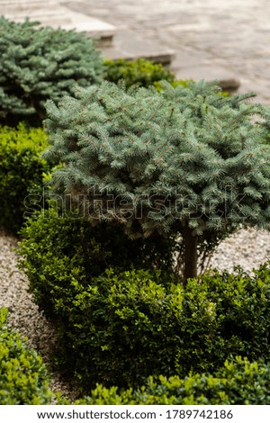Small decorative trees in urban landscaping