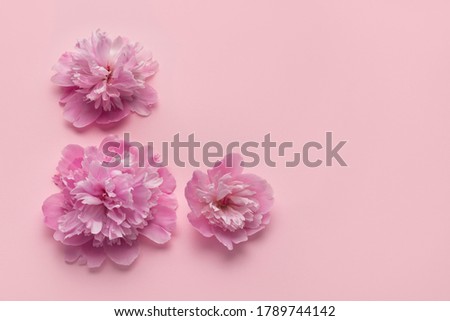 Delicate pink flowers on pink background. Peony flowers on peach background. Copy space