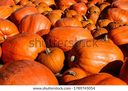 Orange pumpkins decoration in park