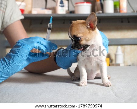 Examination of the dog by a veterinarian. Chihuahua puppy