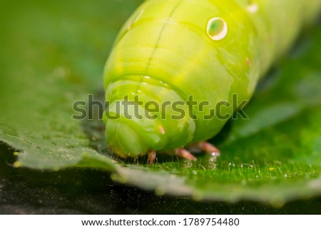 Green caterpillar on a leaf. Fragment. Macro photo. Fragment of a green leaf. Caterpillar body surface texture. Features of the structure of the caterpillar. Close-up. Bokeh
