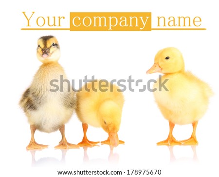 Cute ducklings isolated on white