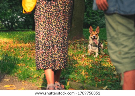 happy dog domestic animal and woman and man silhouette on foreground space, September colorful park outdoor environment sunny day time 