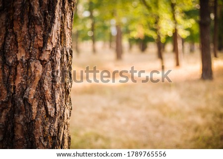 Close up photo  with selective focus of rough tree trunk and blurred sunny park