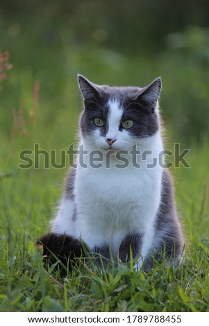 
A beautiful adult cat of smoky color with green eyes sits in the grass on a blurred forest background. Close-up. Frontal view. Art photography portrait of a cat.