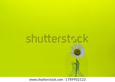 The ox-eye daisy, or oxeye daisy, or dog daisy (Leucanthemum vulgare) in the glass on background of yellow.  wildflowers card, horizontal arrangement.