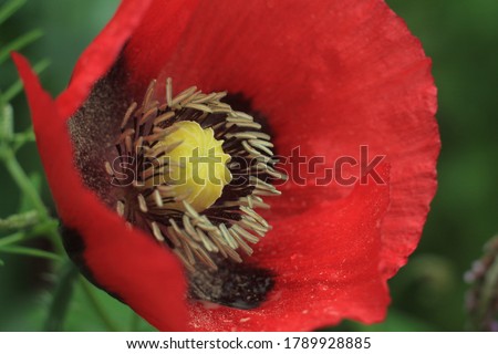 Red poppies. Buds of wildflowers and garden flowers. Red poppy blossoms. Field of poppies. Background for postcards. Nature in the summer. Sunset sun. Red poppies. Buds of wildflowers.