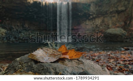 Leaves Sitting on Rock at Beaver Creek Falls in Oregon