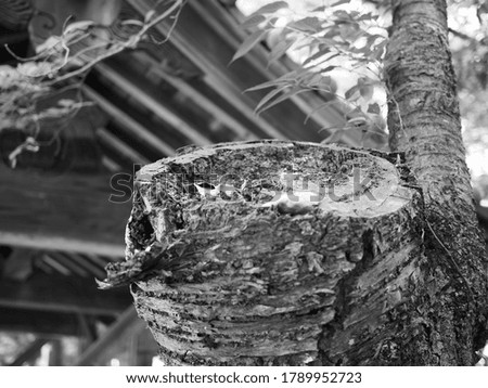 Black and white, Old large tree at a Japanese shrine, Very shallow depth of field