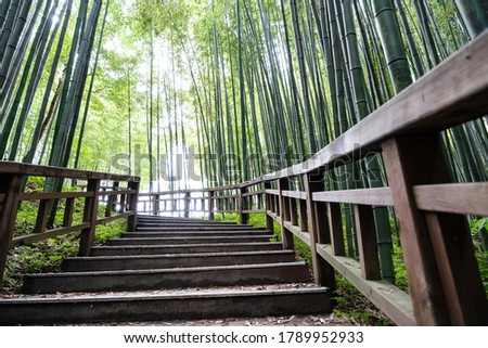 Traditional bamboo forest with Asian culture with beautiful cool and green background