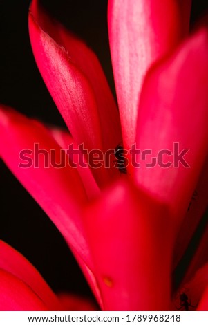Flower view in close up for Macro Photography