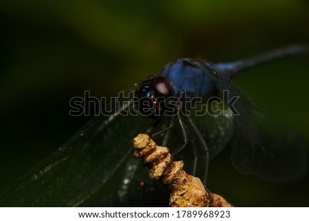 Dragonfly view in close up for Macro Photography