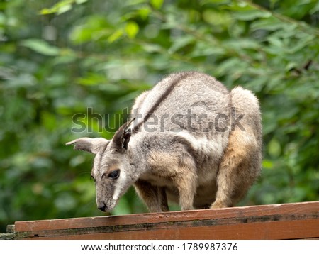 Shimawaiwa Wallaby is a member of the Australian kangaroo.