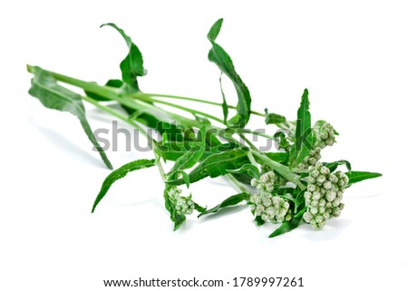 Saltbush or Orache (Atriplex) plant with buds isolated on a white background.