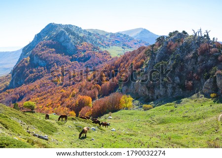 Autumn in Pollino National Park, southern Italy.  View from Serra Di Crispo Royalty-Free Stock Photo #1790032274
